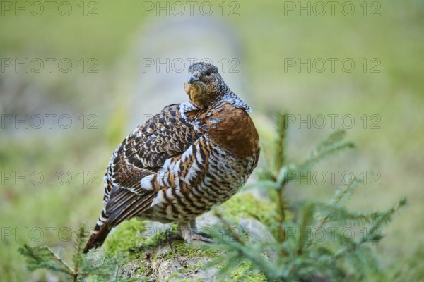 Western capercaillie (Tetrao urogallus) female (hen) standing on the ground at the edge of a foest,