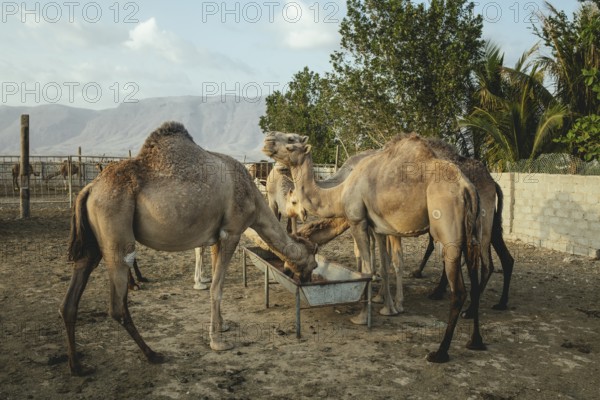 Feeding in the evening with concentrated feed at the camel farm Salalah, Dhofar, Oman, Asia