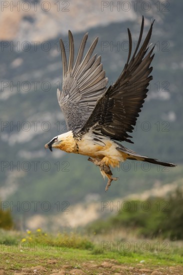 Bearded Vulture (Gypaetus barbatus) adult bird in flight with mountains in the backround, Pyrenees,