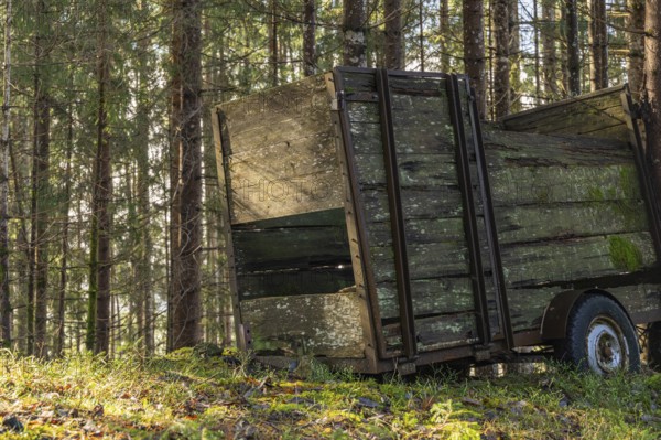 Weathered wooden wagon in the forest in the sunshine, surrounded by trees and grass, Neukirchen am
