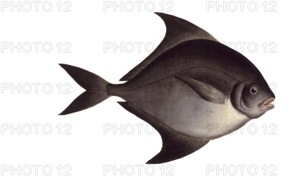 Fish, Fish, Genus of ray-finned fish from the butterfish family, Stromateus niger, Historical,