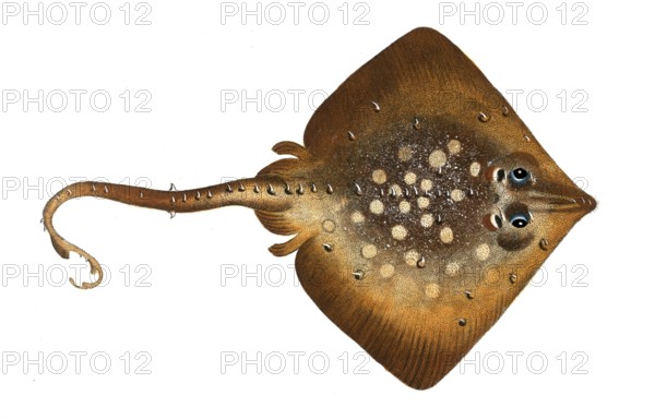 Fish, Fish, Family Skate (fish), Raja clavata, Thornback ray, Historical, digitally restored