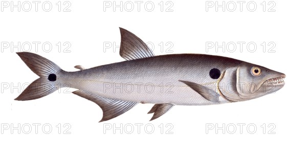 Fish, Fish, Salmon family, Salmo falcatus, Historical, digitally restored reproduction from a 19th