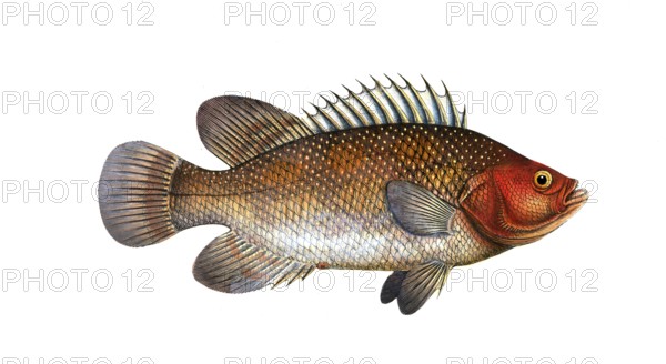Fish, Fish, Genus of Hussar Fish, Holocentrus surinamensis, the Surinamese Sogo, the Holocentre of