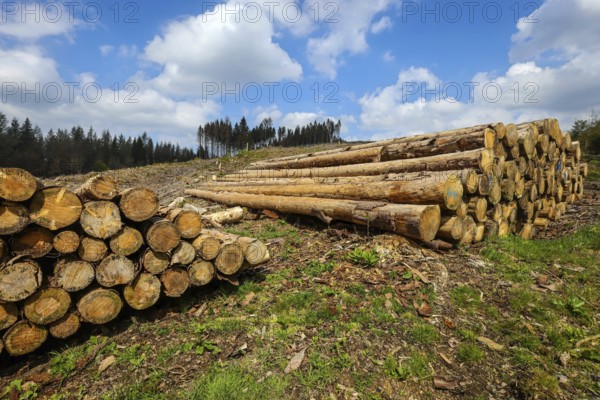 27.04.2022, Hilchenbach, North Rhine-Westphalia, Germany, Forest dieback in the Siegen-Wittgenstein