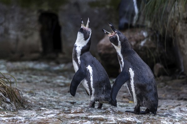 Humboldt penguins (Spheniscus humboldti), captive, Germany, Europe