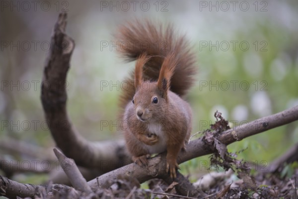One Red squirrel or Eurasian red squirrel (Sciurus vulgaris) feeding on peanut. Trees in the