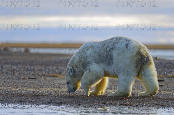 Polar bear (Ursus maritimus), walks on gravel banks, Kaktovik, Barter Island, Beaufort Sea,
