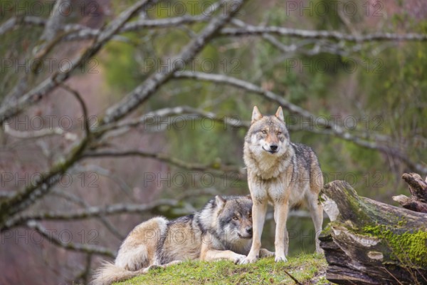 Two eurasian gray wolves (Canis lupus lupus), the alpha couple, stand on top of a small hill. He