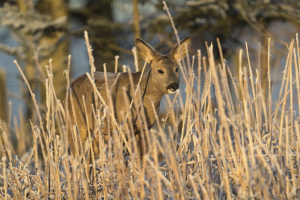 Roe deer standing in hoar frosted dead stinging nettle at minus 15 °C at sunrise. Licking off the