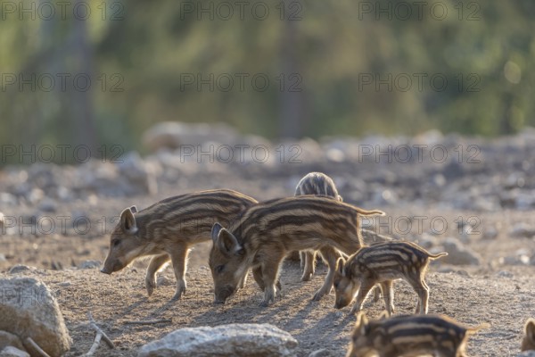Some piglet wild boar or wild pig (Sus scrofa) walking over an opening with a green forest in the