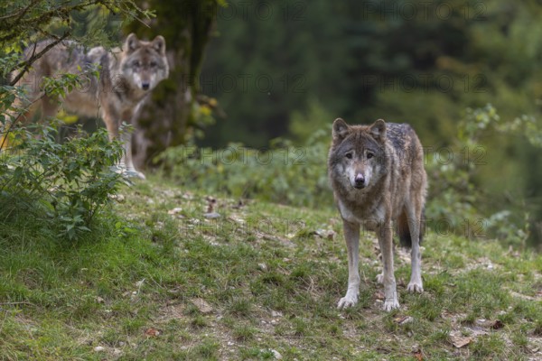 Two eurasian gray wolf (Canis lupus lupus) standing on a small grassy hill with a green forest in