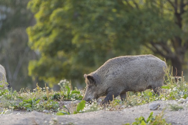 One adult wild boar or wild pig (Sus scrofa) searching for food on a flowering meadow in late