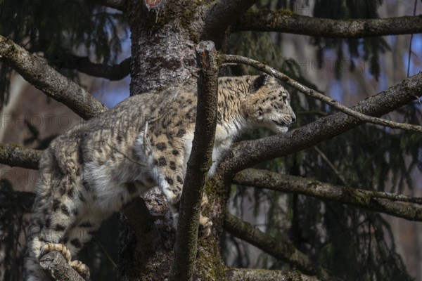 One adult snow leopard (Panthera uncia) standing high up in a tree, watching something in the