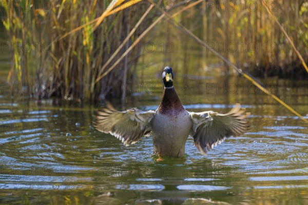 A male mallard or wild duck (Anas platyrhynchos) bathes in a pond, flapping its wings