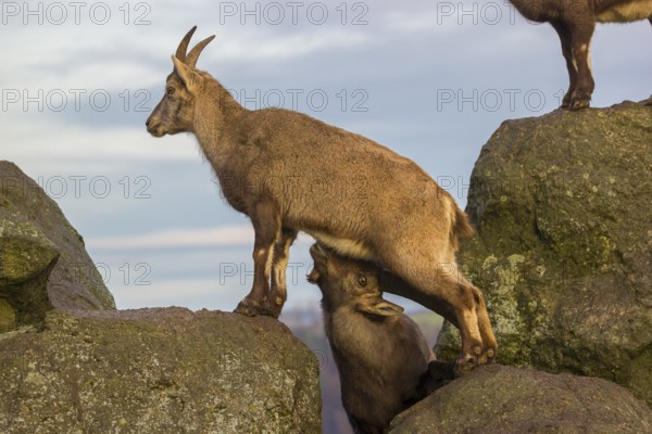 Two ibex (Capra ibex), a male and a female, stand on a rock. The male shows some flehming and