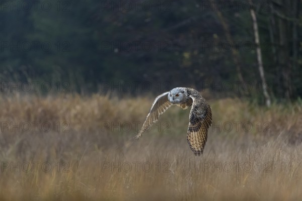 One Siberian Eagle Owl (Bubo bubo sibiricus) flying over tall reed grass lakeshore on an autumnal
