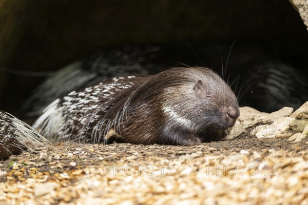 Old World porcupines (Hystrix cristata), Germany, Europe