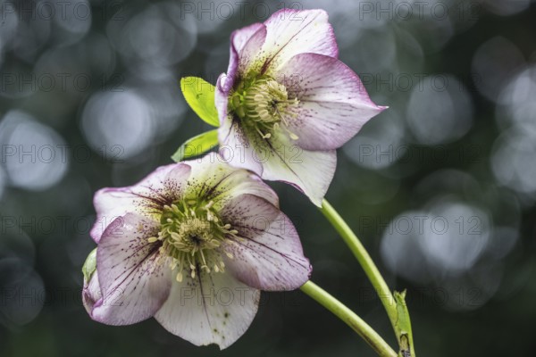 Lenzrose (Helleborus orientalis-Hybride Picote), Emsland, Lower Saxony, Germany, Europe
