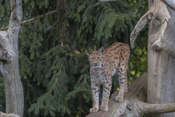 One Eurasian lynx, (Lynx lynx), walking on a fallen tree. Frontal view with green vegetation in the