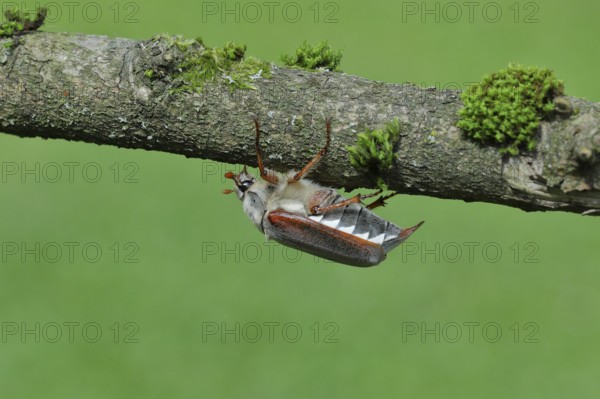 Cockchafer, field cockchafer (Melolontha melolontha), female walking on a branch, Wilnsdorf, North