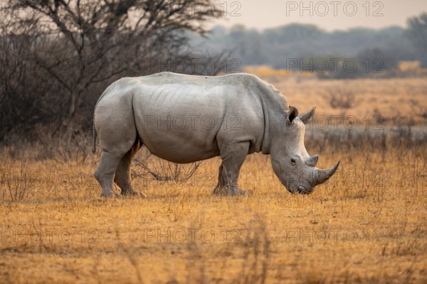 Southern white rhinoceros (Ceratotherium simum simum), rhino in the evening light, Khama Rhino