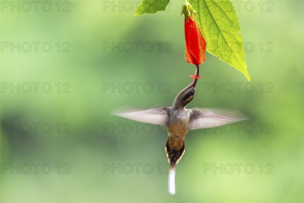 Long-billed Shadow Hummingbird (Phaethornis longirostris), Hummingbird (Trochilidae), Swiftbirds
