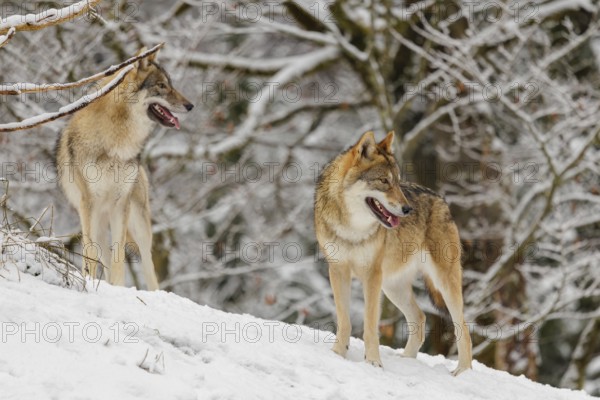 Two adult grey wolves (Canis lupus lupus) stand on a sloping, snow-covered meadow on a cold, cloudy