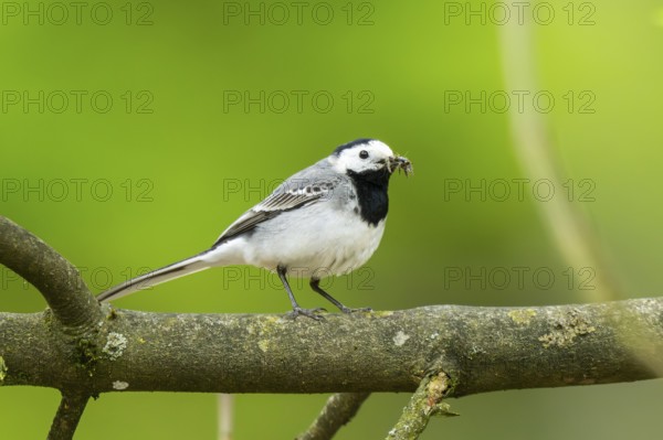 White wagtail (Motacilla alba) sitting on a branch, Bavaria, Germany, Europe