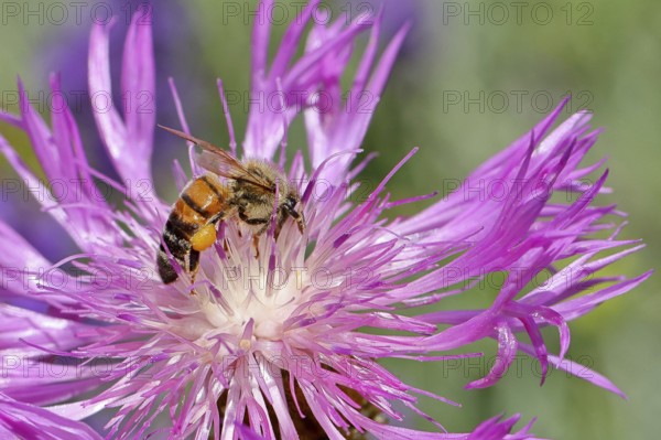 European honey bee (Apis mellifera), collecting nectar from a flower of the meadow knapweed or