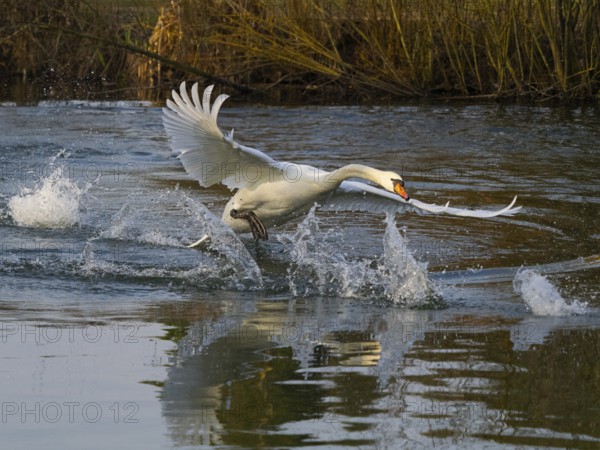 Mute Swan (Cygnus olor), male bird, nearly in flight across a lake in its breeding territory, about