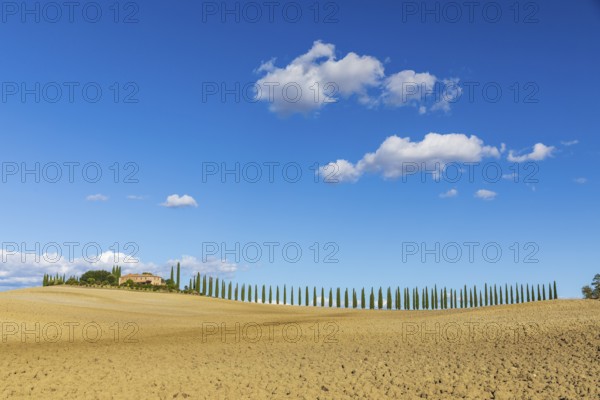 Poggio Covili estate with cypress avenue (Cupressus) on a hill, Castiglione d'Orcia, Val d'Orcia,