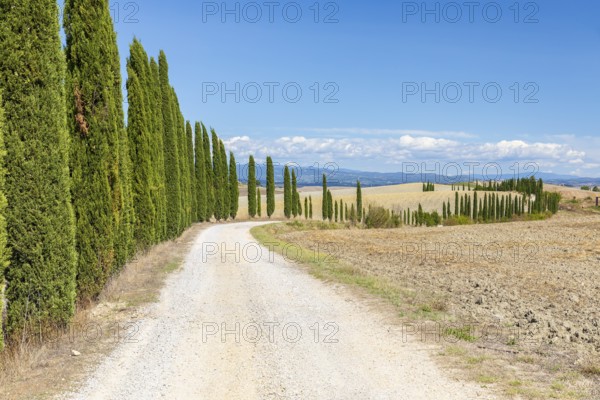 Long half avenue with columnar cypresses (Cupressus sempervirens) near Siena, Tuscany, Italy,