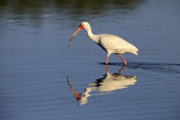 Snowy Ibis, (Eudocimus albus), adult, in the water, foraging, Merritt Island, Black Point Wildlife