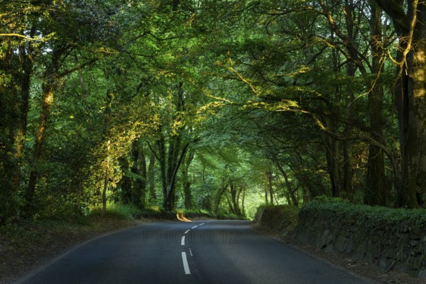 An avenue in West Cornwall. The trees form a canopy. Evening, golden hour. Cornwall, England, Great
