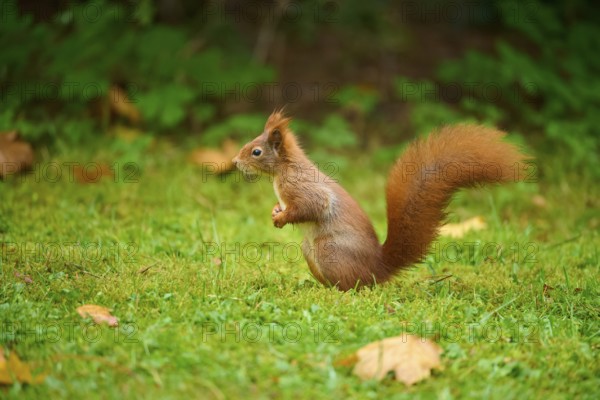 Eurasian squirrel (Sciurus vulgaris), sitting attentively in a meadow with autumn leaf litter,