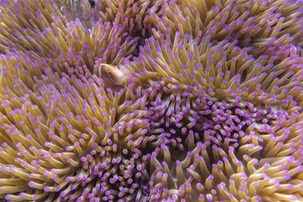 Collared anemonefish and anemone, Ko Kut Island or C in the Gulf of Thailand