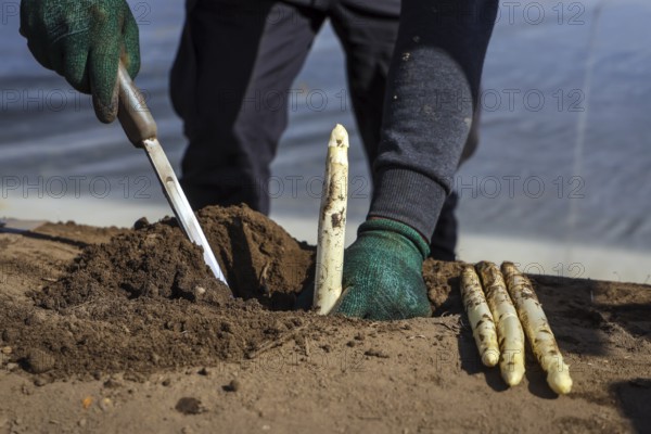 Wesel, North Rhine-Westphalia, Germany, Harvest workers from Eastern Europe harvest the first