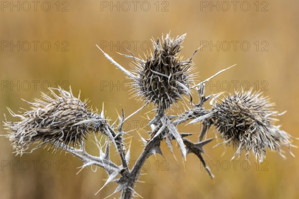 Creeping thistle (Cirsium vulgare), Emsland, Lower Saxony, Germany, Europe