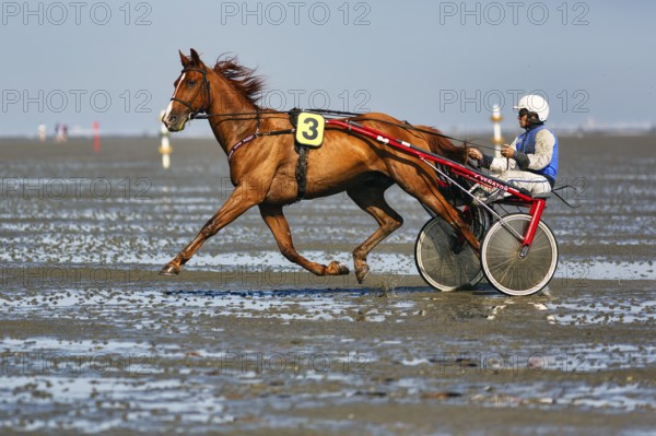 Horse with sulky, trotter, horse-drawn carriage, trotting race in the mudflats, Duhner Wattrennen