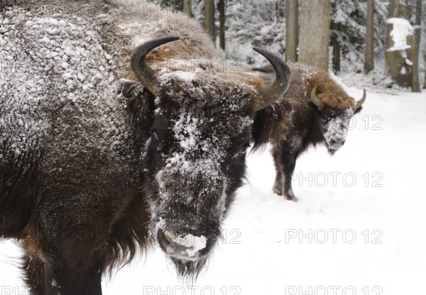 Bison in the winter forest with snow-covered fur, bison (Bos bonasus), Bavarian Forest National
