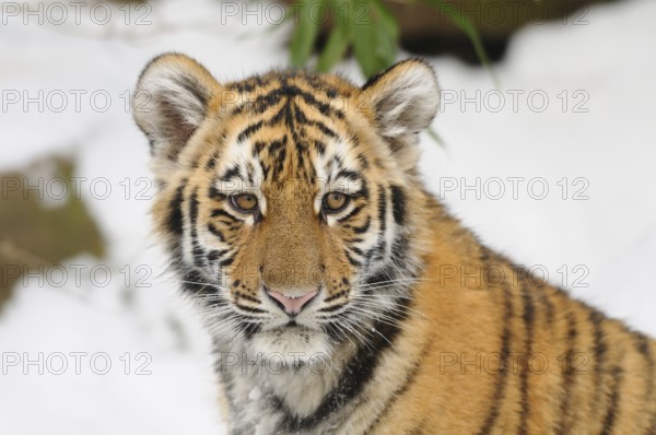 A young tiger cub looks curiously into the camera, surrounded by snow, Siberian tiger (Panthera