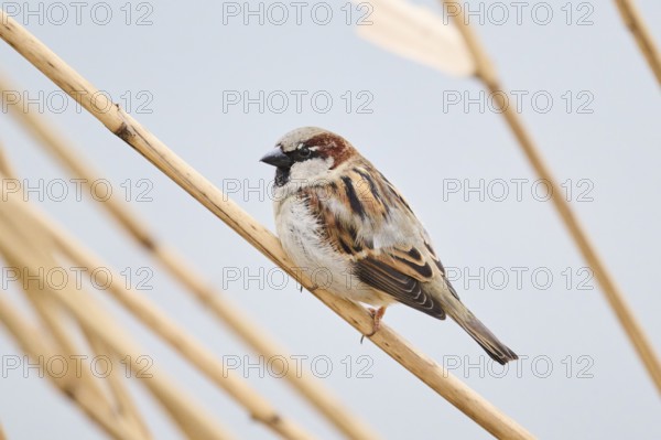 House sparrow (Passer domesticus) sitting on a reed, Bavaria, Germany, Europe