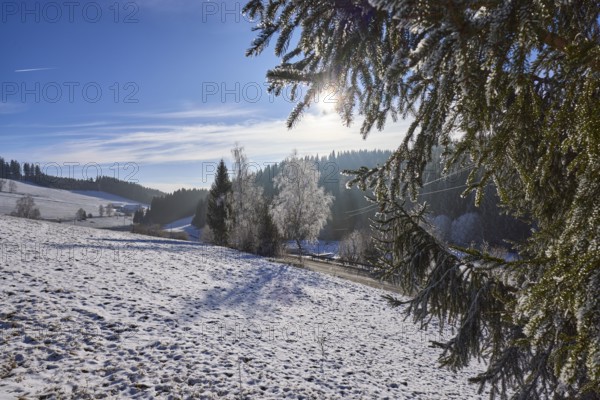 Hilly hazy winter landscape, forest, snow-covered trees, backlight of the sun breaks through fir