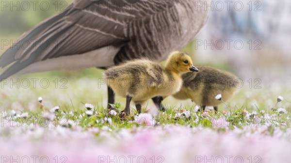 Canada goose chicks (Branta canadensis) two walking through grass, surrounded by daisies, profile