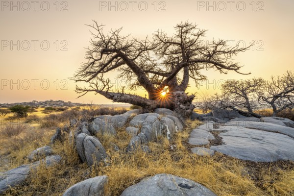 African baobab or baobab tree (Adansonia digitata), at sunrise, sun star, Kubu Island (Lekubu),