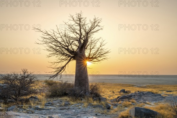 African baobab or baobab tree (Adansonia digitata), at sunrise, sun star, Kubu Island (Lekubu),
