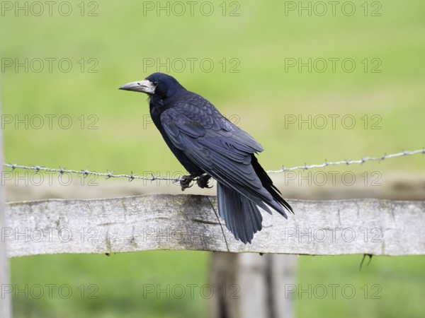Rook (Corvus frugilegus), adult bird, perched on a barbed wire fence, Hesse, Germany, Europe