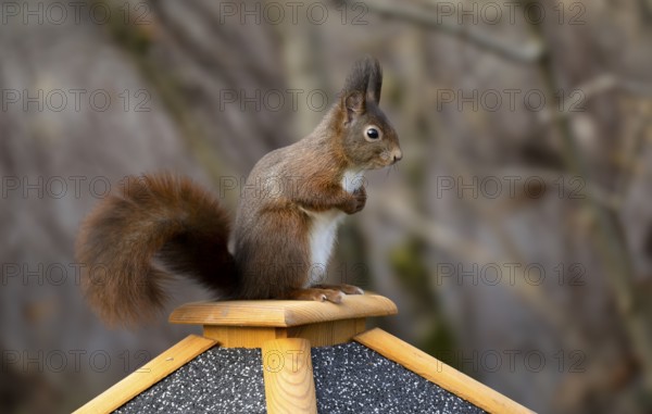 Eurasian red squirrel (Sciurus vulgaris), sitting on a bird feeder, Stuttgart, Baden-Württemberg,