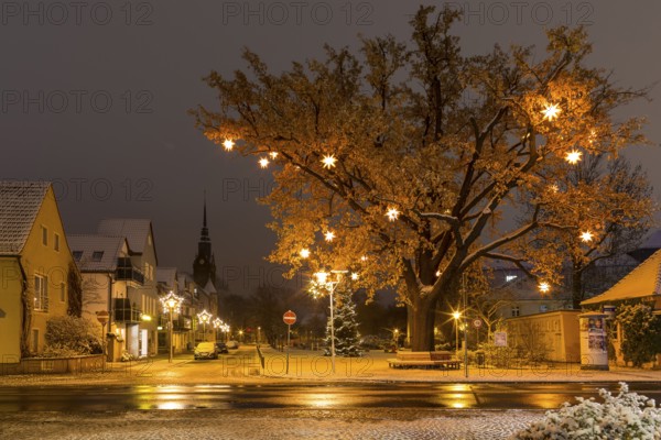 Oak tree on Wettinplatz with Herrnhut stars, star tree, in the background the New Church of Peter
